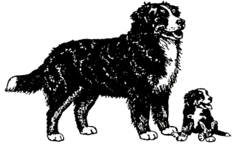 Berner Sennenhund